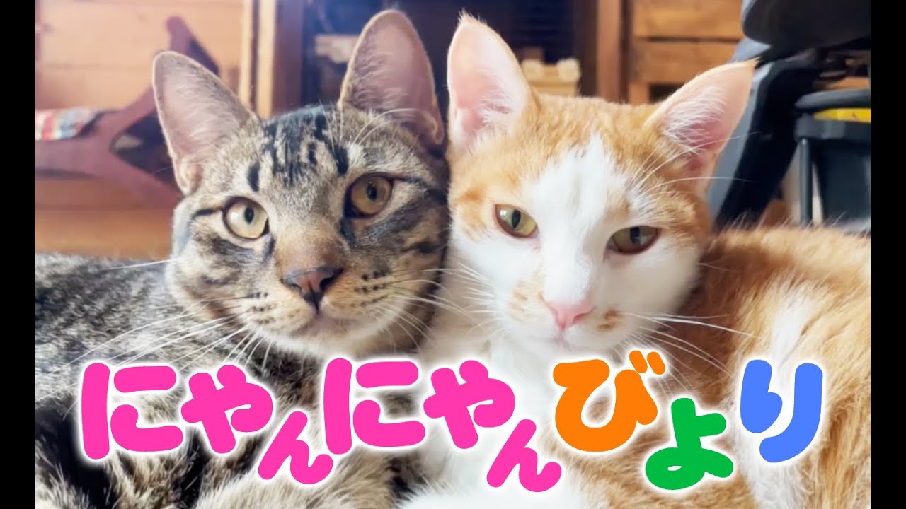 ねこ にゃんにゃん | あのねのね ねこにゃんにゃん – OUHP