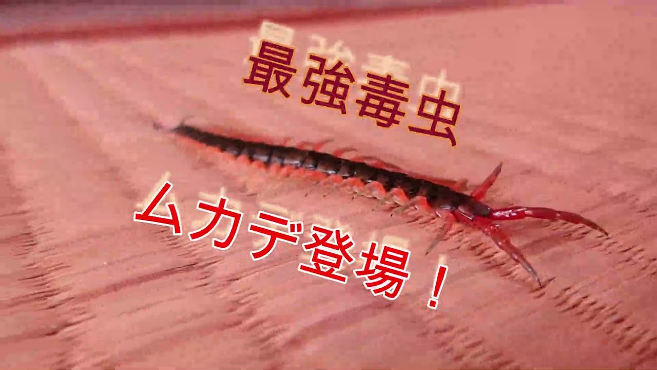 ムカデ 最強 毒虫 ムカデ登場 Youtube