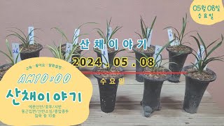 05/08(수) 예쁜산반, 중투, 서반, 둥근입변, 산반소심, 중압중투, 침묵 등 10종👍👍