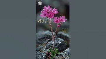 117 بسم الله الرحمن الرحيم🌿  تلاوة ماتيسر من سورة طه الاية 108🕌