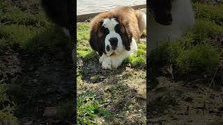 НИКО ДОГ'С КРАСАВА❤ возраст 12 недель #сенбернар #щенок#puppy #saintbernard