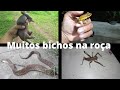 Veja quantos bichos aqui na roça |Vida na roça com a Cris