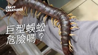 巨型蜈蚣危險嗎？| 奇怪動物紀錄片