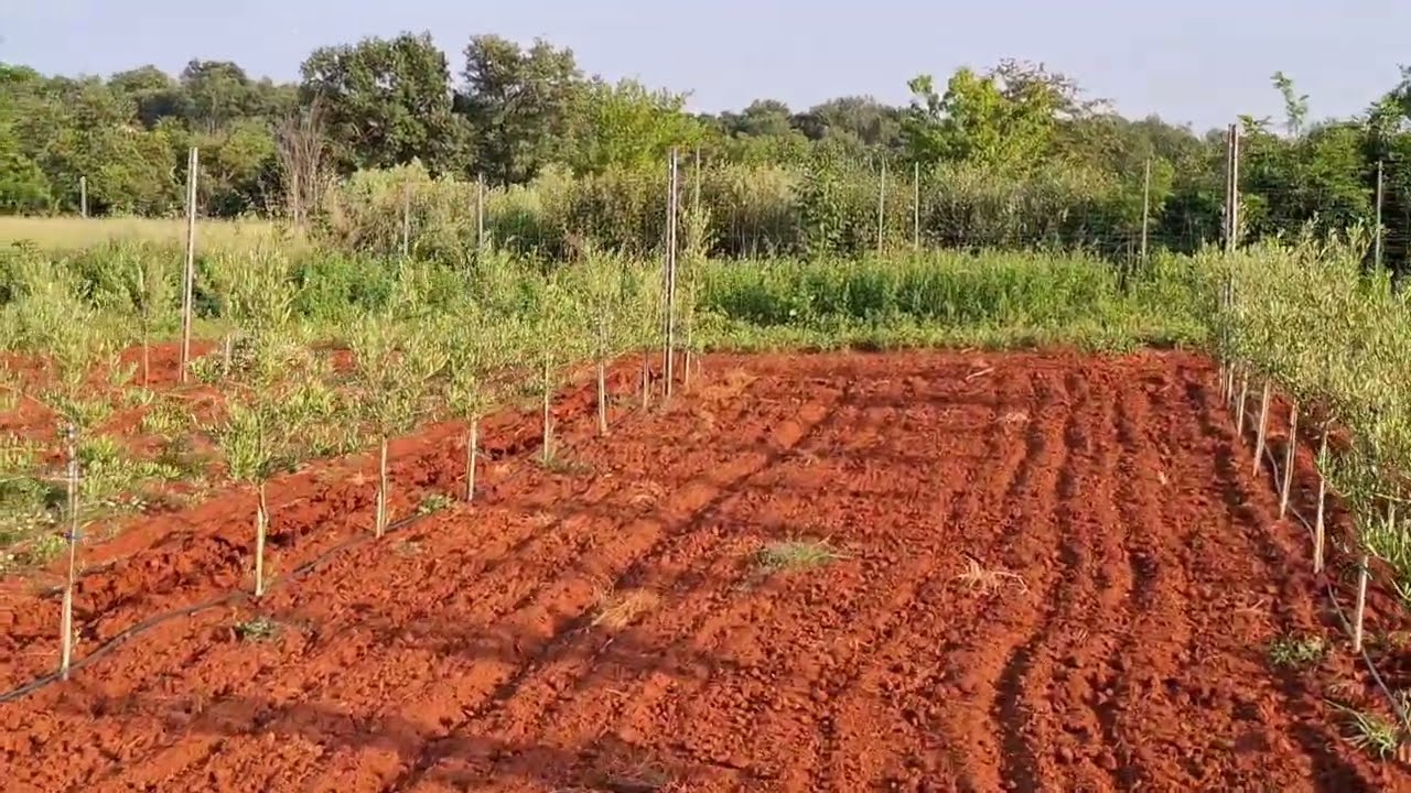 SUPER INTENZIVNI MASLINIK - Umag (početak 2.vegetacijske sezone)