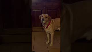 Ivar good evening friday Lecce-Italie #friday #kane #ivar #lecce #hund #honden #cane #labrador