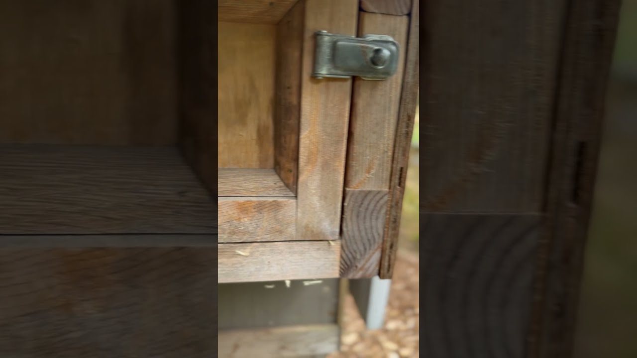 Can You Guess How Many Eggs Today Asmr Chicken Backyardchickens Doggybestfriend Microfarm