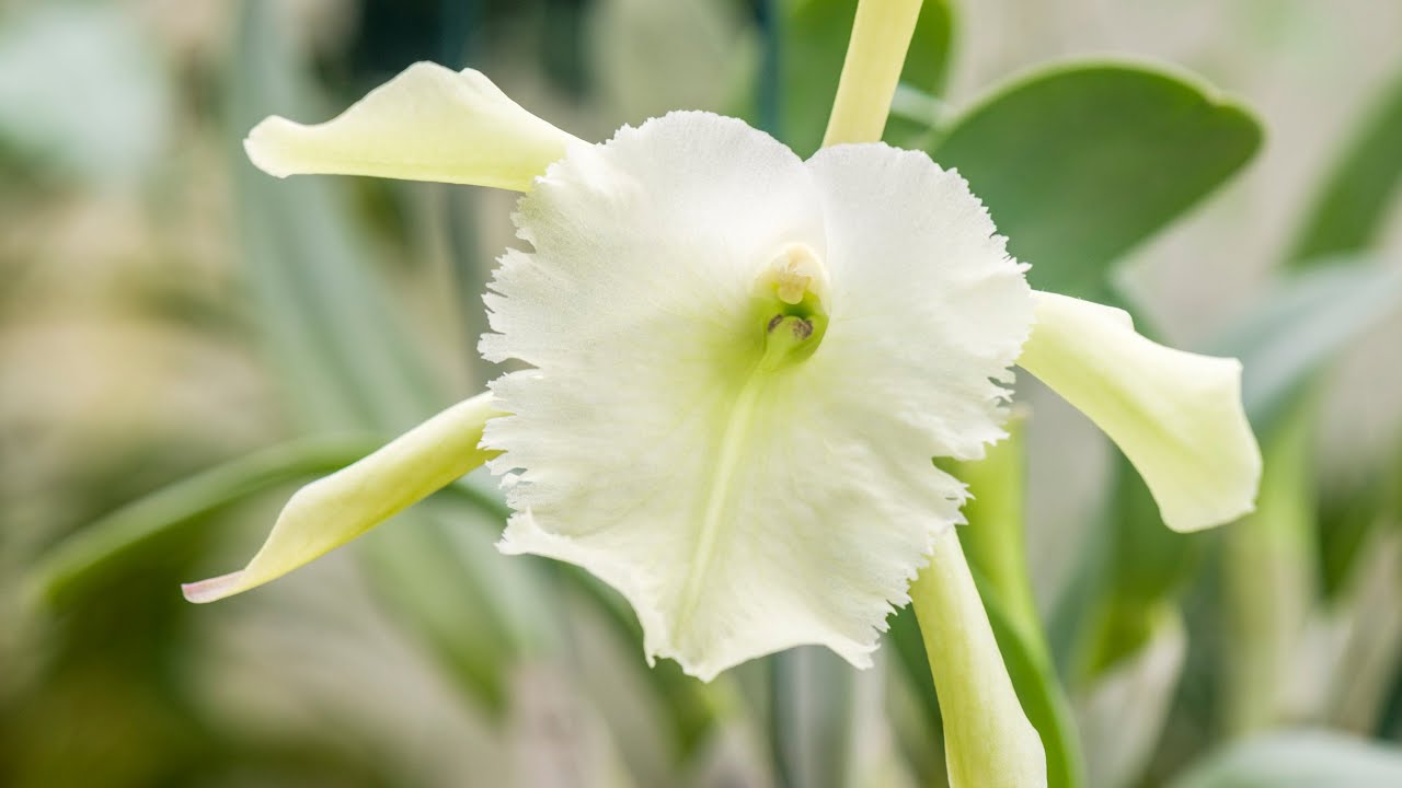 Episode 30 Scented orchids. Rhyncholaelia 'Aristocrat', Rhyncholaelia glauca, Coelogyne cristata