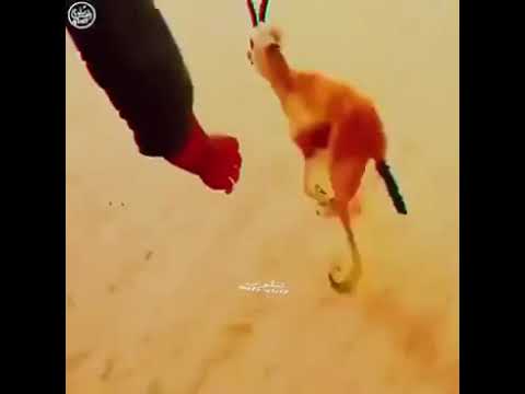 اودها كثر ماهي ودها اكسبلور Explore عبدالله الجفراني