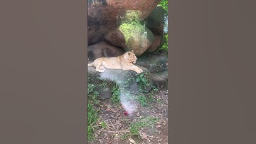 🇮🇩 Up close and personal with Lions and Tigers and Bears oh and Hippos too at Bali Safari #travel