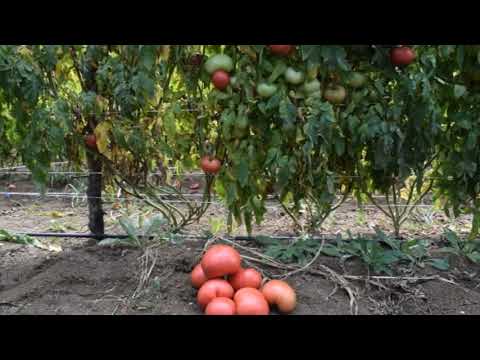 პომიდორი გორი სოფელი სკრა ნაწილი ორი