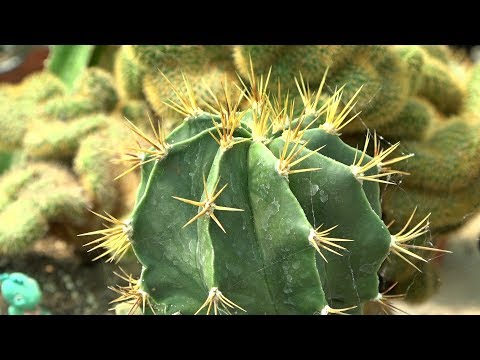 Video: Vrste žutih kaktusa – uzgoj kaktusa sa žutim cvjetovima ili bodljama