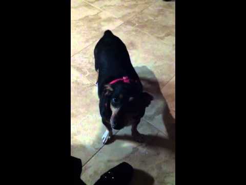 funny-dog-singing-happy-birthday