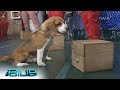 iBilib: Meet Pencil, the bomb-sniffing dog! iBilib: Meet Pencil, the bomb-sniffing dog!