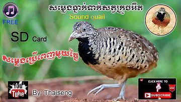 Cambodia Trap Sound Bird Quail168 || Free Download ||សម្លេងធ្នាក់ទាក់សត្វក្រួចអឺត