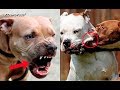 ¿CÓMO HACER que UN PITBULL DEJE de MÔRDÊR en UN ÂTÂQUÊ?