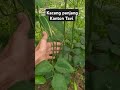 Kacang panjang Kanton Tavi #pertanian #pupukorganik #short
