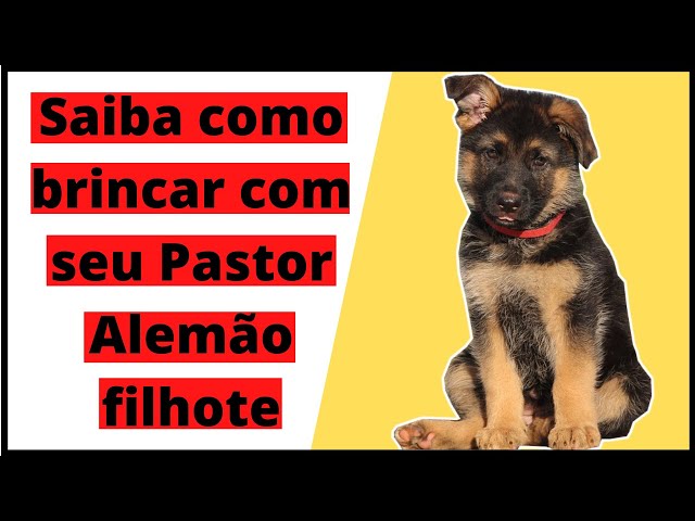 O cachorro joga futebol com o anfitrião, pastor alemão brincando