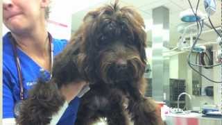 UF veterinarians save dog stricken with tetanus infection