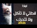 قطتي لا تأكل | اهم 8أسباب تجعل قطتك لا تأكل, معلومات واسرار تعرفها لاول مرة2021