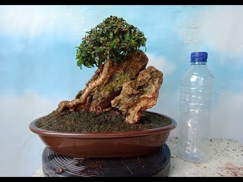  Bonsai  Sakura Micro Ganti Pot  Keramik  YouTube