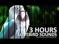 Lovebird Sounds 3 Hours - Dominant Pied Blue & Mauve Personata