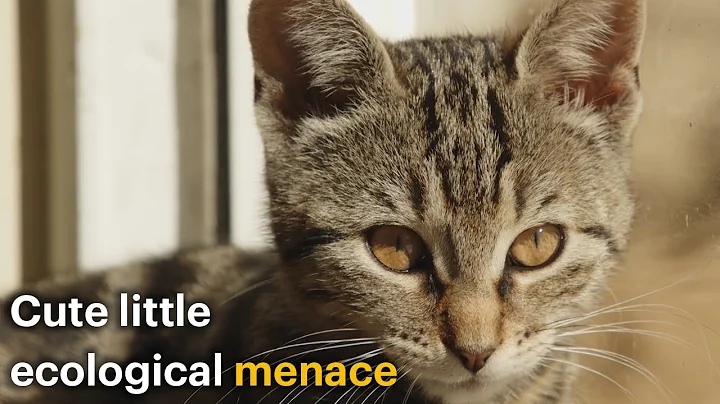 Cats Might Be One of the Most Invasive Species