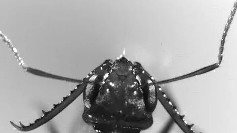 3D X-Rays Reveal Secrets of Trap-Jaw Ants' Bite