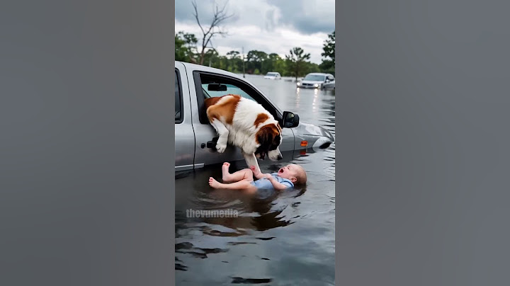 Hero Dog Jumps from Car to Save Drowning Child! #shorts