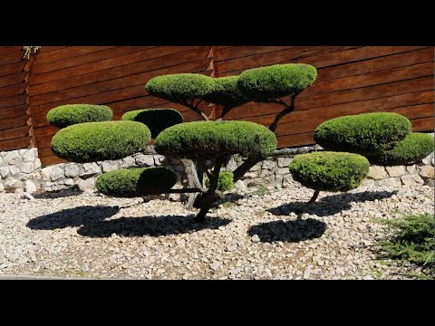 Videó: Hogyan Kell Termeszteni A Bonsai -t