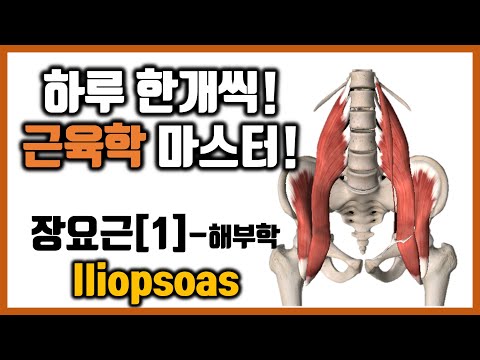 [힐링무브 근육학] 5-2-(1) 장요근(엉덩허리근, Iliopsoas) 의 해부학과 기능 | 심각한 허리통증을 일으키는 근육  | healingmove