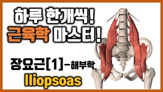 [힐링무브 근육학] 5-2-(1) 장요근(엉덩허리근, Iliopsoas) 의 해부학과 기능 | 심각한 허리통증을 일으키는 근육  | healingmove