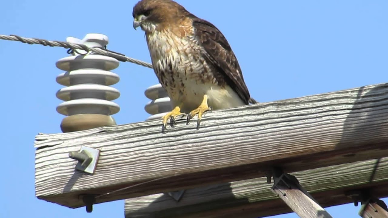 herpetologist meaning Urban Birding: Red-tailed Hawk