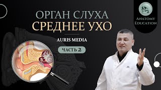 Орган слуха. СРЕДНЕЕ УХО / AURIS MEDIA