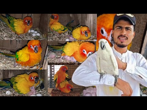 sun conure information video/sun conure parrot se breeding kab or kaise Lena chaye