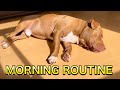 My dogs morning routine