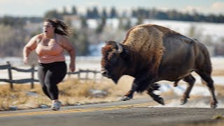 Overweight Women Tries Outrunning This Massive Bison!