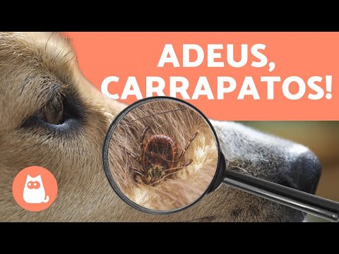 Vídeo: Como Proteger Seu Cachorro De Carrapatos