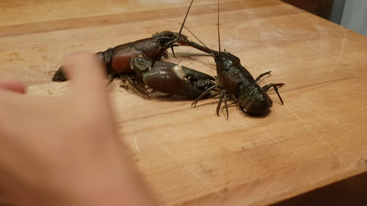 Lobster fight YouTube