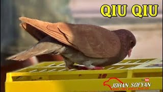 Download lagu EDYAN NGERI TUKIKAN NGELOSNYA QIU QIU PANJANG BANGET Pesta Rakyat CUP2 LEGOK CLILE BOJONG PEKALON EDYAN NGERI TUKIKAN NGELOSNYA QIU QIU PANJANG BANGET Pesta Rakyat CUP2 LEGOK CLILE BOJONG PEKALON