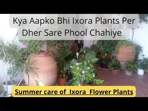 वीडियो: मेरे Ixora के पौधे क्यों नहीं खिलेंगे - Ixora के फूलों को प्रोत्साहित करने के लिए टिप्स