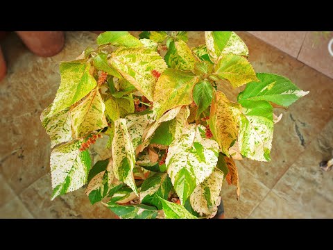 Video: Acalypha Copper Plant Info - Savjeti o uzgoju biljaka bakrenog lista