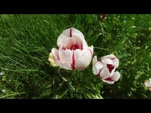 Video: Welche Blumen Pflanzen Wir Im Mai?