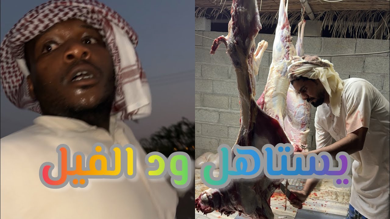 ود الفيل كذب ع ودسيف 😂🤣😂