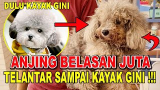 TRAGIS !!! ANJING HARGA BELASAN JUTA DITERLANTARKAN SAMPAI KAYAK GINI