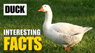 Where Can You Find These Amazing Facts About Ducks? | Interesting Facts | The Beast World