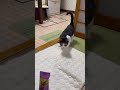 全身不随で寝たきりだった猫が4ヶ月ぶりに自力歩行