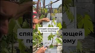 Пасынкование винограда: как правильно удалять пасынки? ✂️ Зеленые операции
