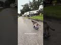 Greyson, el perro rescatado que se volvió viral por andar en scooter