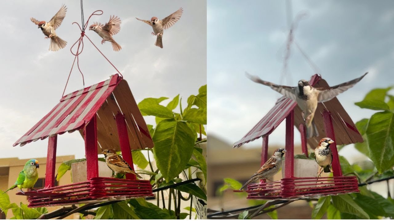 Birds Feeder easily made with Popsicle Stick/DIY popsicle birds feeder
