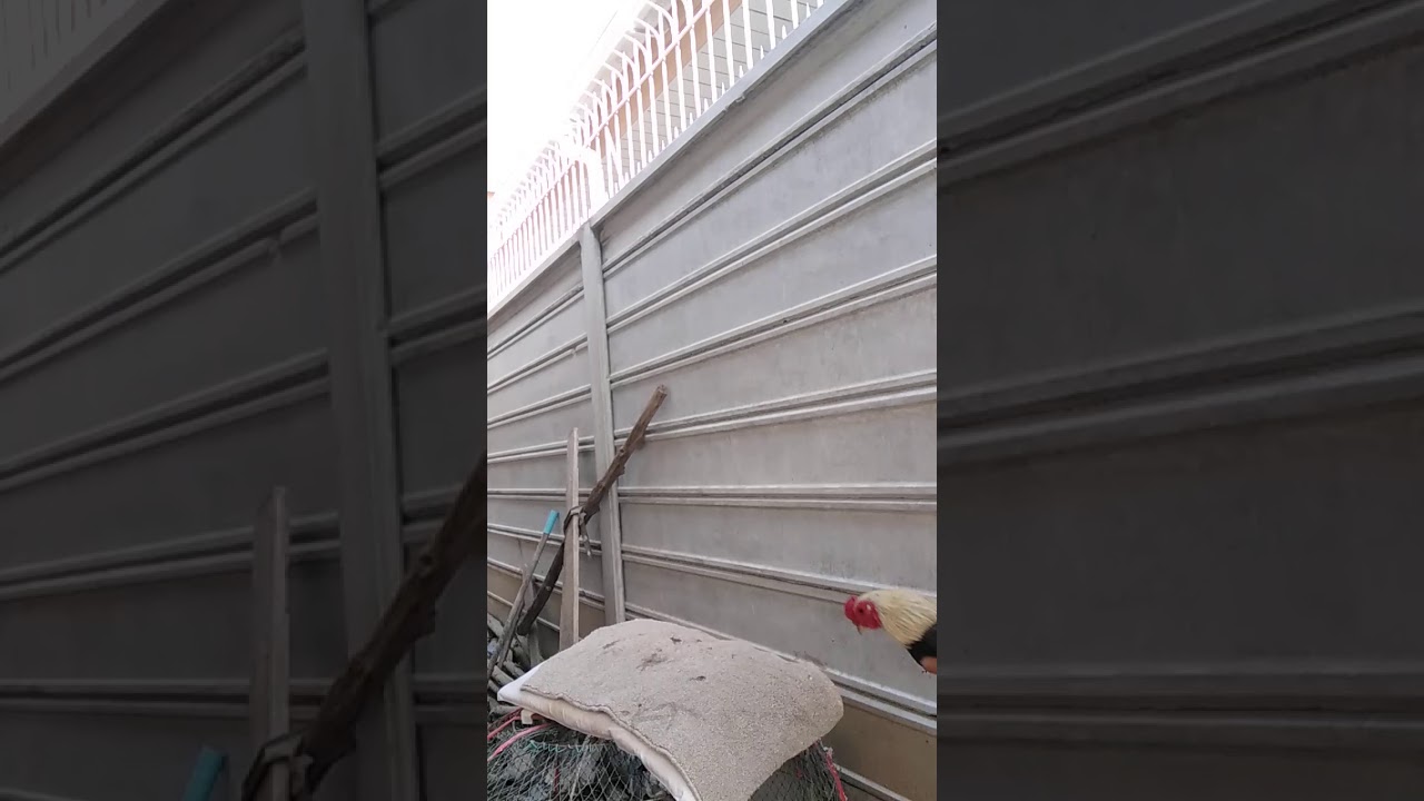 การออกกำลังไก่ชน การโยนไก่ สร้างกำลัง สร้างกล้ามเนื้อ ช่วยให้ปีกและขาแข็งแรง เริ่มทำวันละ20